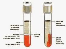 serum dan plasma